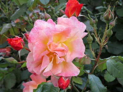 Роза штамбовая Кэтрин - 74 фото