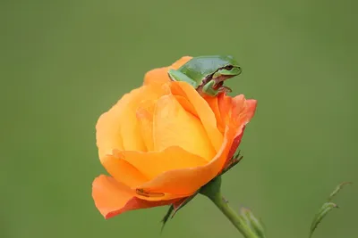Древесная Лягушка Роза Редкий - Бесплатное фото на Pixabay - Pixabay
