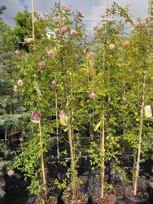 Удивительный мир | Rose trees, Dream garden, Beautiful gardens