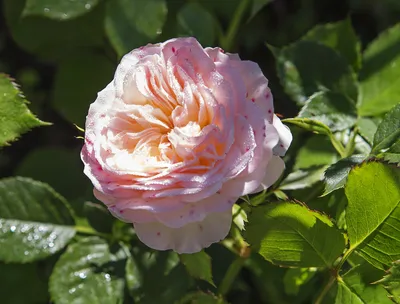 Древесная зола: эффективная подкормка для садовых роз | Азбука огородника |  Дзен