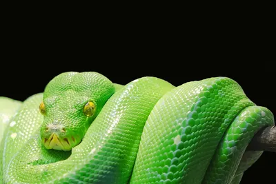 Древесная змея: фото в хорошем качестве