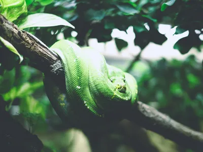 Фото древесной змеи для скачивания