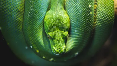 Интересное фото древесной змеи