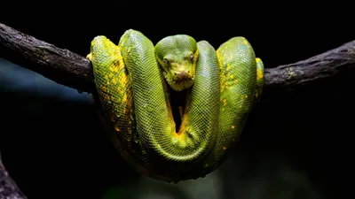 Древесная змея: обои для рабочего стола