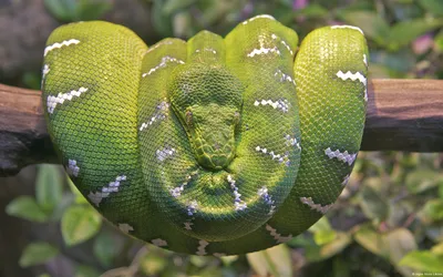 Впечатляющая древесная змея на картинке