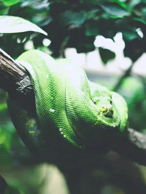 Удивительная древесная змея на фото