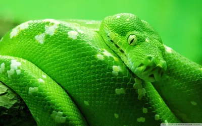 Фото древесной змеи: великолепный фон