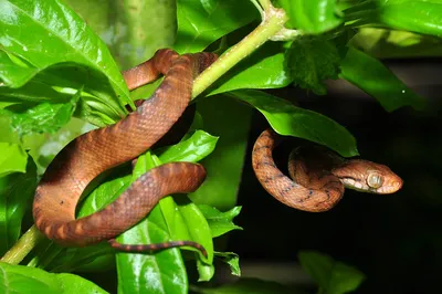 Фотография древесной змеи в формате WebP