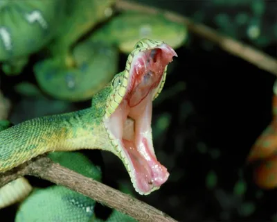 Впечатляющая древесная змея на фото