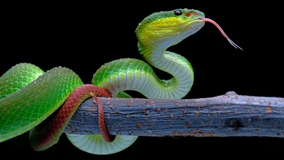 Древесная змея: красивые обои