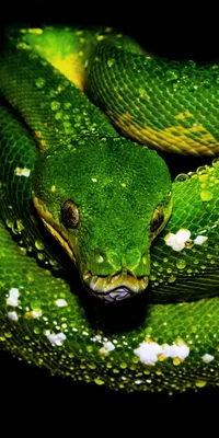 Фотография древесной змеи для скачивания