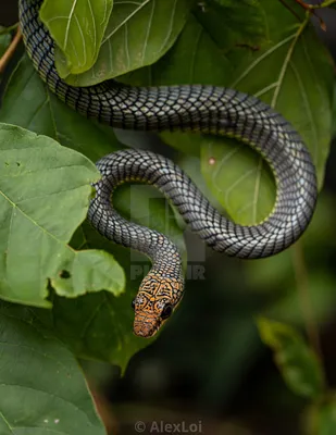 Удивительное изображение древесной змеи