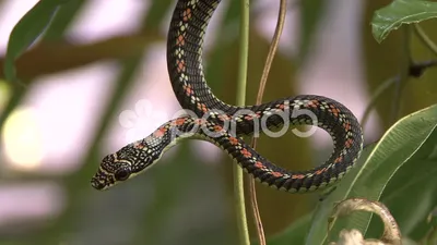 Древесная змея: фото для фона