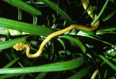 Фото древесной змеи в формате JPG, PNG, WebP