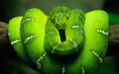 Фотография древесной змеи в формате JPG