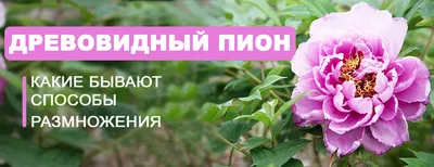 Пион древовидный Розовый Лу с доставкой! 🌱 [810125]