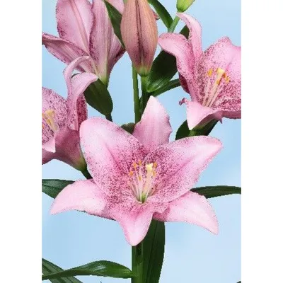 Древесная лилия - Неуловимая - большая упаковка! - 10 шт - – Garden Seeds  Market | Бесплатная доставка
