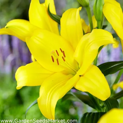 Красноцветковая древесная лилия - – Garden Seeds Market | Бесплатная  доставка