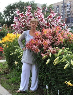 Лилия 'Тейблданс' (розовая) купить по цене 690,00 руб. руб. в Москве в  садовом центре Южный