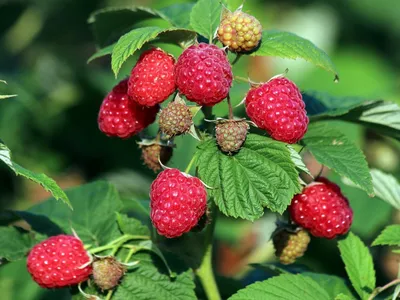 Малина Rubus idaeus Polana - купить саженцы в Минске и Беларуси