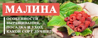 Каталог малины | Ягодный микс