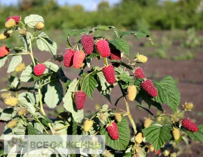 Малина Прелесть из каталога Плодовые кустарники (ВЕСНА) – купить с  доставкой по Москве и России в Onlinesemena