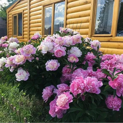 Древовидный пион.Все самое важное об уходе и посадке.