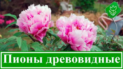 Пион древовидный Рока, сеянцы, бело-розовый с темной серединой , Paeonia  rockii