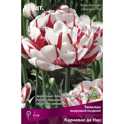 Тюльпан махровый поздний Карнавал де Нис (10 шт.) из каталога Тюльпаны –  купить с доставкой по Москве и России в Onlinesemena