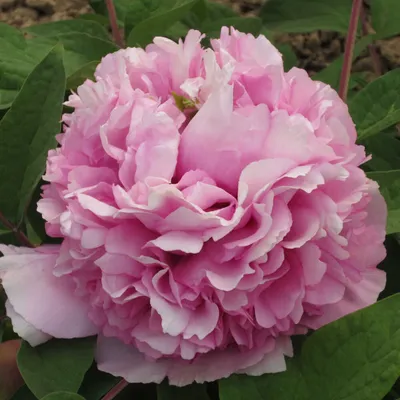 Пион древовидный Рока, сеянцы, бело-розовый с темной серединой , Paeonia  rockii