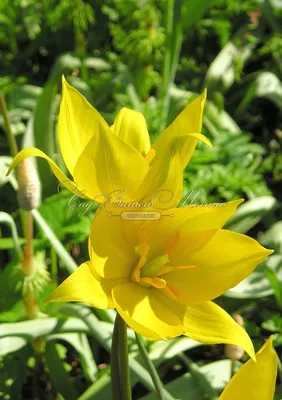 Тюльпан урумийский (Tulipa urumiensis) - Тюльпаны Ботанические - Тюльпаны -  Луковичные - Каталог - Kamelia-gardens.ru