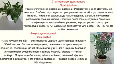 Цветок дримиопсис: описание, уход в домашних условиях, фото