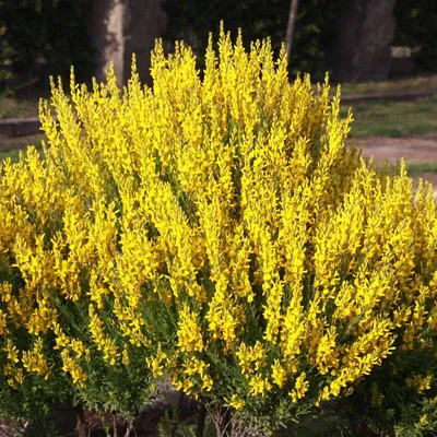 Живописные цветы - Дрок фото в webp формате