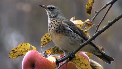 File:Черный дрозд (Turdus merula) в Александровском парке ГМЗ \"Царское  Село\".jpg - Wikimedia Commons