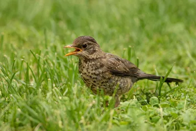 Черногуш х Червеногуш дрозд (хибрид) - eBird