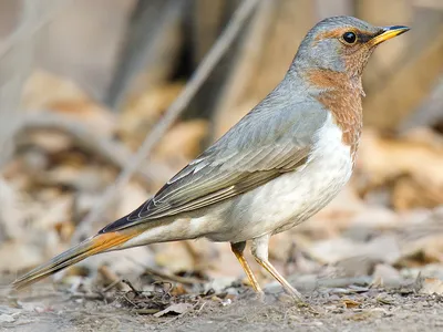 drozd falklandzki (magellanicus/pembertoni) - eBird