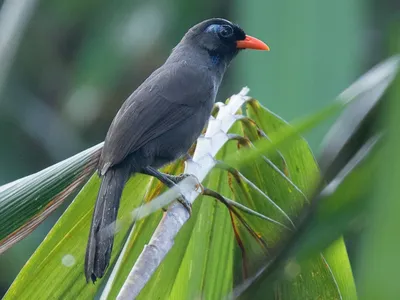 drozd rdzawogardły - eBird