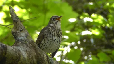 File:Drozd kolohrivý (Turdus torquatus) a (4834220566).jpg - Wikipedia