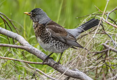 Crni drozd smejač - eBird