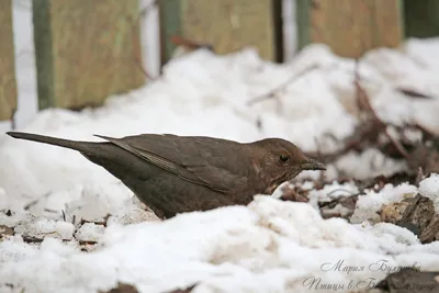 drozd obrożny (torquatus) - eBird