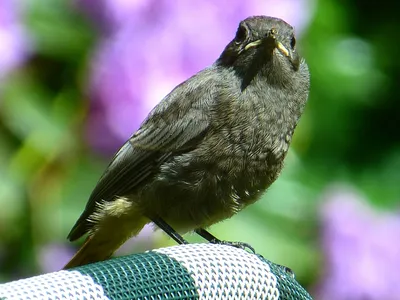 drozd, Stojdraga | drozd imelaš, (turdus viscivorus)... | Milan Duniskvarić  | Flickr