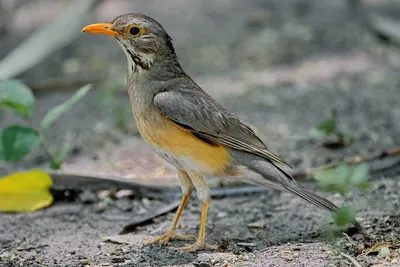 Рыжий дрозд (Turdus naumanni). Птицы Дальнего Востока России.