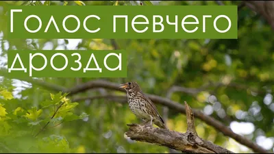 Все дрозды Петербурга и ЛО в одной статье: названия, фото, отличительные  признаки | Птицы в большом городе | Дзен