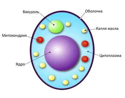 Кандидоз — Википедия