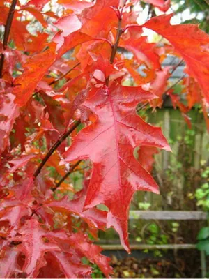 Дуб Quercus rubra можно купить недорого с доставкой в питомнике Любвитский