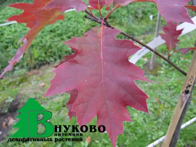 Купить Дуб красный семена (20 шт) (Quercus rubra) желудь остролистный  канадский северный в Украине