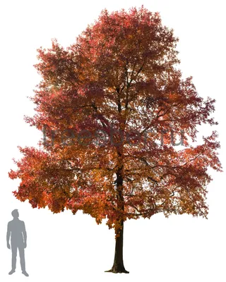 Дуб красный (Quercus rubra) - Лиственные растения весна 2024 года - купить  лиственные растения спирея, кизильник, барбарис, лапчатка.