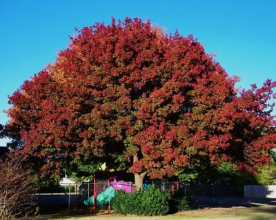 Дуб красный Quercus rubra - купить декоративные и хвойные растения с  доставкой по Украине в магазине Добродар