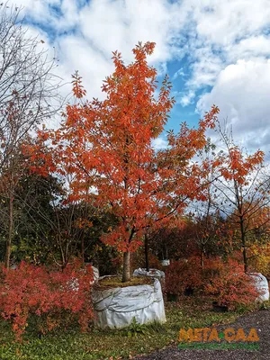 Quercus rubra, Дуб красный|landshaft.info