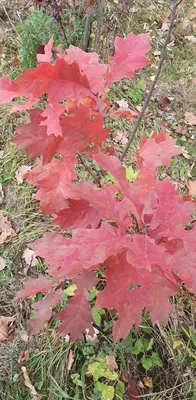 Дуб красный Quercus rubra - купить декоративные и хвойные растения с  доставкой по Украине в магазине Добродар